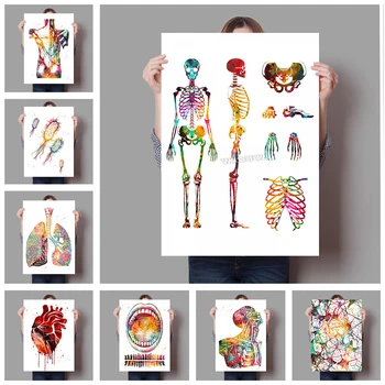 Anatomia omului Musculare Sistem de Arta de Imprimare Acuarelă Figura Umană Pictura de Educație Medicală Office Picture postere canvas tablou