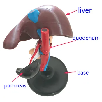 Hepatice Anatomice Model Uman Realiste Organ Modele Umane de Ficat și Pancreas Duoden Modele Medicale Anatomia Didactice
